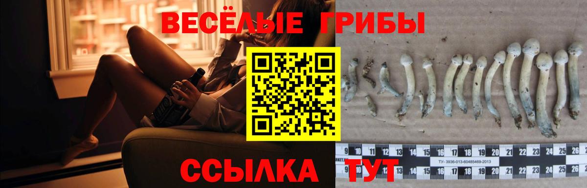 Псилоцибиновые грибы Psilocybe  Псилоцибиновые грибы прущие грибы  Вход с VPN  Сибай 
